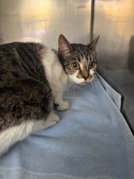Domestic Short Hair Cats Available for Adoption in Fall River, Massachusetts - Juniper | PetCurious