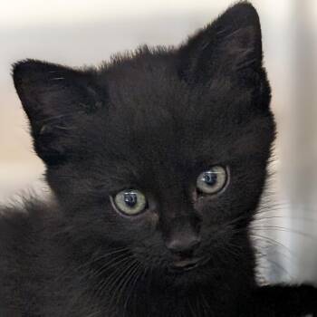 Baby Dumpling -  Domestic Short Hair Cat for Adoption in Jefferson, Wisconsin - Baby Dumpling | PetCurious