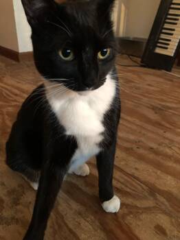 Captain Darling - the cat who is THAT into you -  Domestic Short Hair Cat for Adoption in Gardiner, New York - Captain Darling - The Cat Who Is THAT Into You | PetCurious
