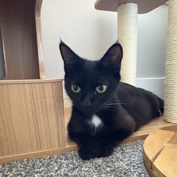 Rescue Domestic Short Hair Cats for Adoption in Lynchburg, Virginia - Shenandoah | PetCurious