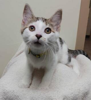 Rescue Domestic Short Hair Cats for Adoption in Fremont, Ohio - Carmen | PetCurious