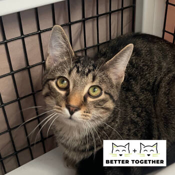 Rescue Domestic Short Hair Cats for Adoption in Chicago, Illinois - Epoch | PetCurious