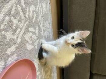 Magic -  Domestic Long Hair Cat for Adoption in Diamond Springs, California - Magic | PetCurious