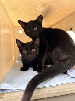 MULBERRY* -  Domestic Short Hair Cat for Adoption in Santa Cruz, California - MULBERRY* | PetCurious