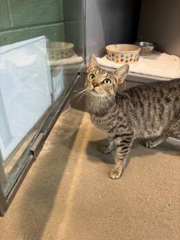 TAPANULI -  Domestic Short Hair Cat for Adoption in Leesburg, Virginia - TAPANULI | PetCurious