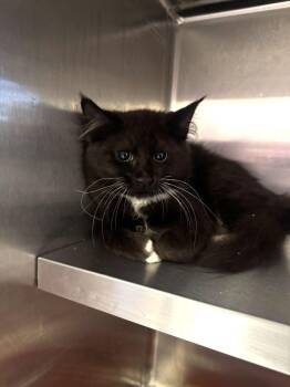 Button -  Domestic Medium Hair Cat for Adoption in Hilton Head Island, South Carolina - Button | PetCurious