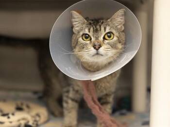 MARSHMALLOW -  Domestic Short Hair Cat for Adoption in Phoenix, Arizona - MARSHMALLOW | PetCurious