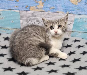 Rescue Domestic Short Hair Cats for Adoption in Washington Court House, Ohio - Mashed Tater | PetCurious