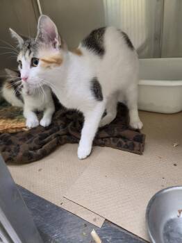Pond (TAS) -  Domestic Short Hair Cat for Adoption in Trenton, New Jersey - Pond (TAS) | PetCurious