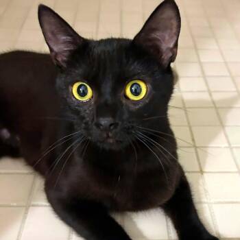Bella -  Domestic Short Hair Cat for Adoption - Bella | PetCurious