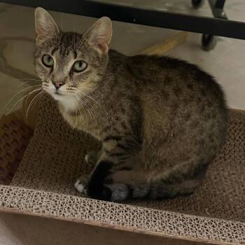 Aurora -  Domestic Short Hair Cat for Adoption in Dekalb, Illinois - Aurora | PetCurious