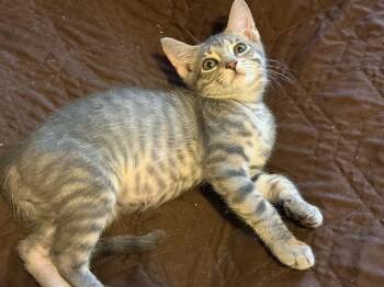 Pebble -  Domestic Short Hair Cat for Adoption in Brighton, New York - Pebble | PetCurious