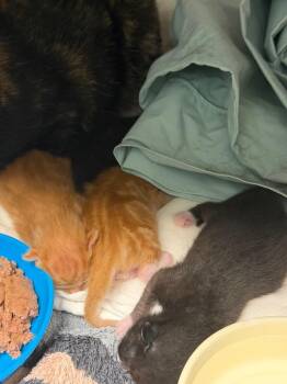 Kona -  Domestic Short Hair Cat for Adoption in Cape Coral, Florida - Kona | PetCurious
