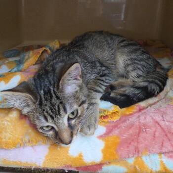 Kimmie -  Tabby and Tiger Cat for Adoption in Clarksville, Virginia - Kimmie | PetCurious