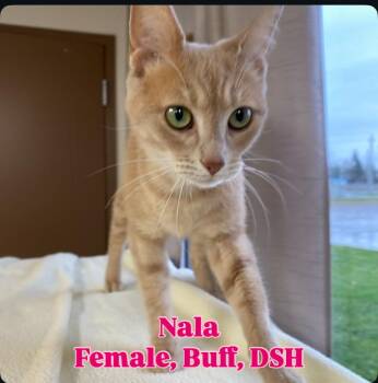 Rescue Domestic Short Hair Cats for Adoption in Cannington, Ontario - Nala | PetCurious