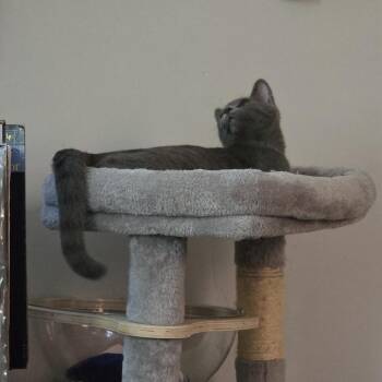Shadow -  Domestic Short Hair Cat for Adoption in Chicago, Illinois - Shadow | PetCurious