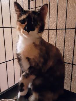 Rescue Calico Cats for Adoption in Deltona, Florida - Phoebe | PetCurious