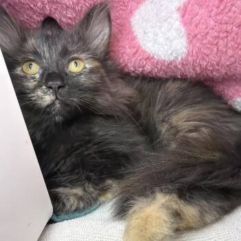 Sue -  Domestic Medium Hair Cat for Adoption in Goleta, California - Sue | PetCurious