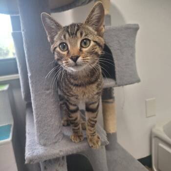 Rescue Domestic Short Hair Cats for Adoption in Albert Lea, Minnesota - Hiccup | PetCurious