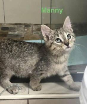 Domestic Short Hair Cats Available for Adoption - Manny (pre Adopt) | PetCurious