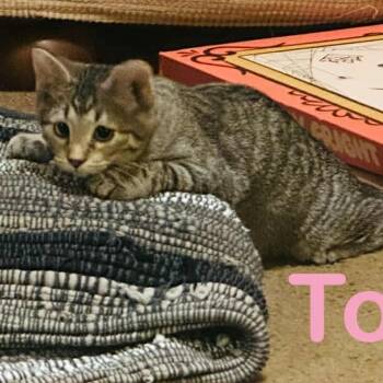 Rescue Domestic Short Hair Cats for Adoption in Richmond, Indiana - Toffee | PetCurious