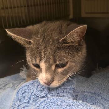 Jessie -  Domestic Short Hair Cat for Adoption in Bristol, Indiana - Jessie | PetCurious