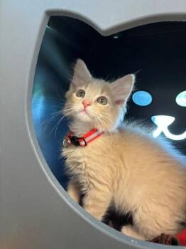 MARSHMALLOW -  Domestic Short Hair Cat for Adoption in Leesburg, Virginia - MARSHMALLOW | PetCurious