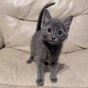 Rhythm (blue ribbon) -  Domestic Medium Hair Cat for Adoption in Portage, Michigan - Rhythm (blue Ribbon) | PetCurious