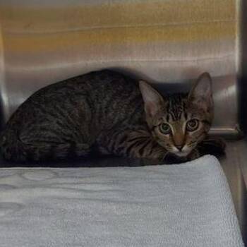 Carrie -  Domestic Short Hair Cat for Adoption in Lake Havasu City, Arizona - Carrie | PetCurious