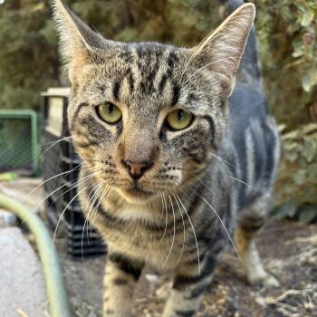 Sweet William -  Domestic Short Hair and Tabby Cat for Adoption in Atwater, California - Sweet William | PetCurious