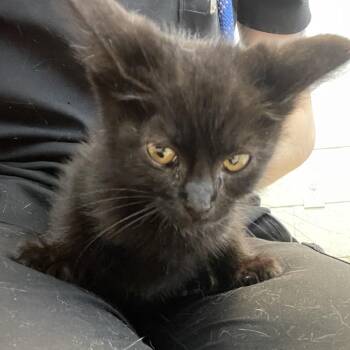 Jinu -  Domestic Short Hair Cat for Adoption in Bristol, Indiana - Jinu | PetCurious