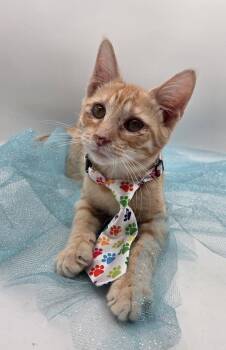 Lemon -  Domestic Short Hair and Tabby Cat for Adoption in Mobile, Alabama - Lemon | PetCurious