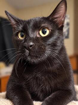 Bean H -  Domestic Short Hair Cat for Adoption in Fresno, California - Bean H | PetCurious