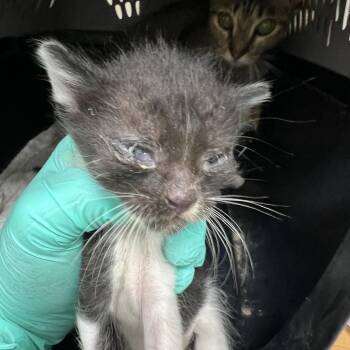 Lynx -  Domestic Short Hair Cat for Adoption in Galveston, Texas - Lynx | PetCurious