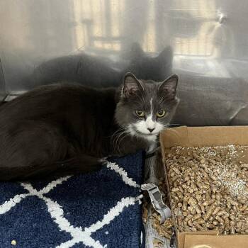 SVAS-Stray-39504 -  Domestic Medium Hair Cat for Adoption in Lyndhurst, Virginia - SVAS-Stray-39504 | PetCurious