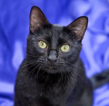 Oaky -  Domestic Short Hair Cat for Adoption in Chattanooga, Tennessee - Oaky | PetCurious