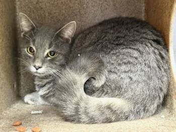 Rescue Domestic Short Hair Cats for Adoption in New York, New York - Remy | PetCurious