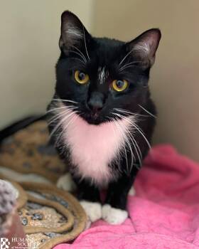 TETRIS -  Domestic Short Hair Cat for Adoption in Hagerstown, Maryland - TETRIS | PetCurious