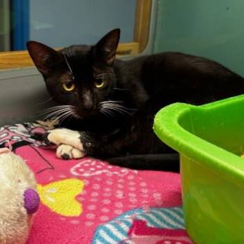 Ralphie -  Domestic Short Hair Cat for Adoption in Suffolk, Virginia - Ralphie | PetCurious