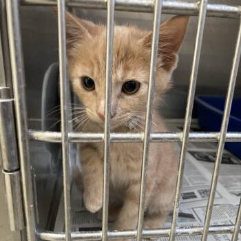 Domestic Short Hair Cats Available for Adoption in Long Beach, California - Garfield | PetCurious