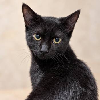 Milo -  American Shorthair Cat for Adoption in Tucson, Arizona - Milo | PetCurious