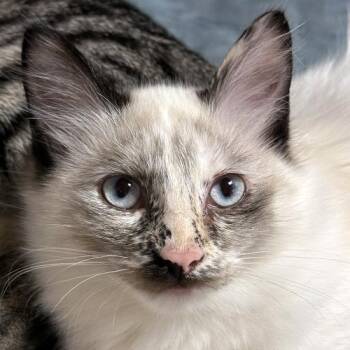 Georgette -  Siamese Cat for Adoption in Crystal Lake, Illinois - Georgette | PetCurious