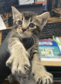 WYBIE -  Domestic Short Hair Cat for Adoption in Dallas, Texas - WYBIE | PetCurious