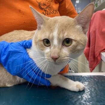 WAGS-Stray-23146 -  Domestic Short Hair Cat for Adoption in Westminster, California - WAGS-Stray-23146 | PetCurious