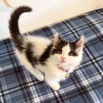 Wheelbarrow -  Domestic Medium Hair Cat for Adoption in Parkersburg, West Virginia - Wheelbarrow | PetCurious