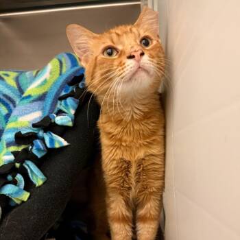 Pat -  Domestic Short Hair Cat for Adoption in Council Bluffs, Iowa - Pat | PetCurious