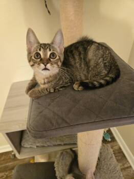 Floyd -  Domestic Short Hair Cat for Adoption in Walled Lake, Michigan - Floyd | PetCurious