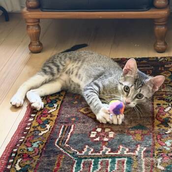 Rambunctious Reina -  Domestic Short Hair Cat for Adoption in Cat Spring, Texas - Rambunctious Reina | PetCurious