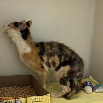 72666 -  Domestic Short Hair Cat for Adoption in Harrisonburg, Virginia - 72666 | PetCurious