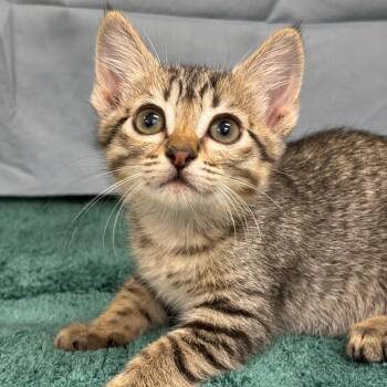 Cintola -  Domestic Short Hair Cat for Adoption in League City, Texas - Cintola | PetCurious